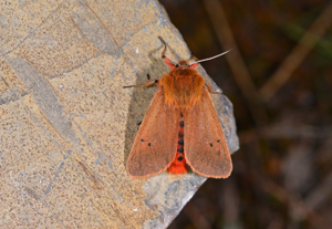 Ecaille cramoisie (L') -  Phragmatobia fuliginosa © Jean Raillot - GRENHA