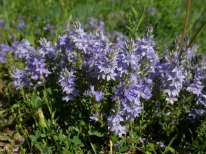 Véronique prostrée - Veronica prostrata © Marie-Geneviève Nicolas - Parc national des Ecrins
