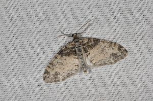 Haltère (La) - Lobophora halterata © Jean Raillot - GRENHA
