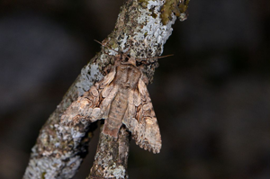 Noctuelle du Genêt (La) - Lacanobia w-latinum © Jean Raillot - GRENHA