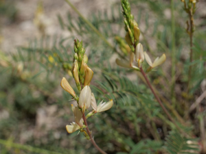 Sainfoin des rochers - Onobrychis saxatilis © Marie-Geneviève Nicolas - Parc national des Ecrins