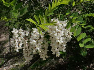 Robinier faux-acacia - Robinia pseudoacacia © Marie-Geneviève Nicolas - Parc national des Ecrins