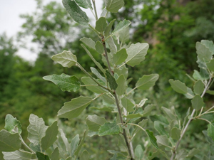 Peuplier blanc - Populus alba © Marie-Geneviève Nicolas - Parc national des Ecrins