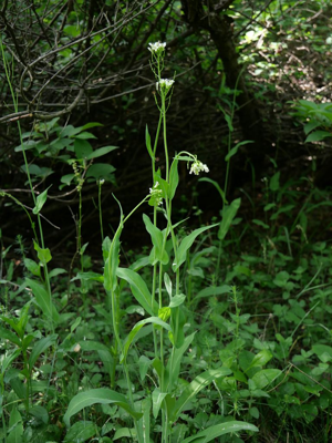 Arabette pauciflore - Fourraea alpina © Marie-Geneviève Nicolas - Parc national des Ecrins