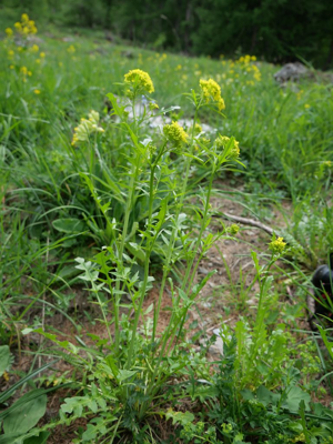 Sisymbre d'Autriche - Sisymbrium austriacum © Marie-Geneviève Nicolas - Parc national des Ecrins