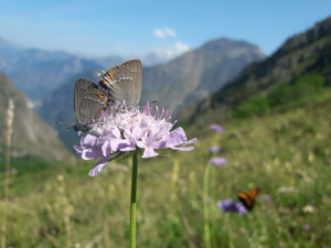 Thécla de l'Amarel (La), Thécla de l'Acacia (La) © Nicolas Bertrand - Parc national des Ecrins