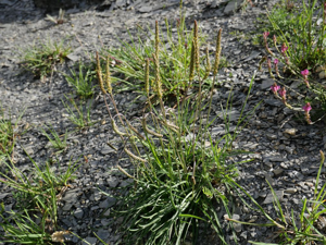 Plantain serpentin - Plantago maritima subsp. serpentina © Marie-Geneviève Nicolas - Parc national des Ecrins