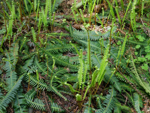 Blechnum en épi - Struthiopteris spicant © Marie-Geneviève Nicolas - Parc national des Ecrins
