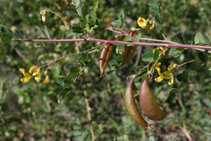 Baguenaudier - Colutea arborescens - fruits et fleurs © Marie-Geneviève Nicolas - Parc national des Ecrins