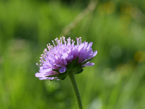 Knautie des champs -  Knautia arvensis © Marie-Geneviève Nicolas - Parc national des Ecrins
