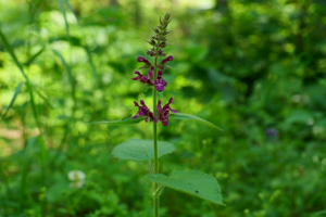 Épiaire des bois  - Stachys sylvatica © Marie-Geneviève Nicolas - Parc national des Ecrins