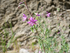 Épilobe Romarin - Epilobium dodonaei Vill., 1779 subsp. dodonaei © Marie-Geneviève Nicolas - Parc national des Ecrins