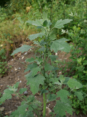 Chénopode blanc - Chenopodium album © Marie-Geneviève Nicolas - Parc national des Ecrins