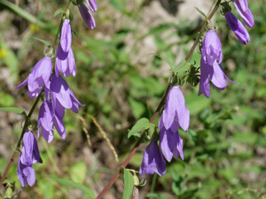 Campanule fausse-raiponce - Campanula rapunculoides © Marie-Geneviève Nicolas - Parc national des Ecrins