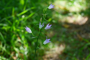 Campanule raiponce - Campanula rapunculus © Marie-Geneviève Nicolas - Parc national des Ecrins