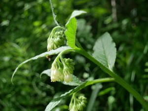 Grande consoude - Symphytum officinale © Marie-Geneviève Nicolas - Parc national des Ecrins