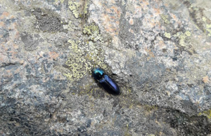 Selatosomus aeneus - vallon du Lauvitel - Oisans © Nicolas Bertrand - Parc national des Ecrins