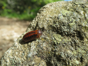 Glomeris connexa - vallon du Lauvitel - sur la digue - Oisans © Nicolas Bertrand - Parc national des Ecrins