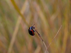 Chrysolina rossia © Marie-Geneviève Nicolas - Parc national des Ecrins