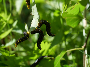 Nematus latipes - larves © Marie-Geneviève Nicolas - Parc national des Ecrins