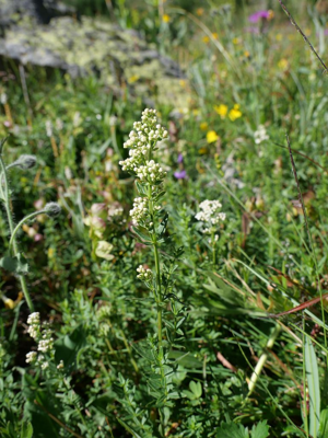 Gaillet boréal - Galium boreale © Marie-Geneviève Nicolas - Parc national des Ecrins