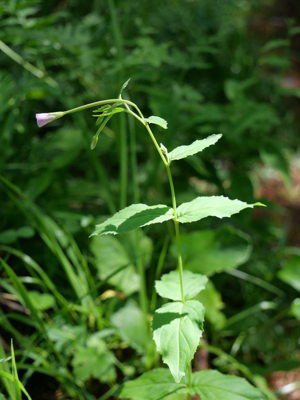 Épilobe des montagnes - Epilobium montanum © Marie-Geneviève Nicolas - Parc national des Ecrins
