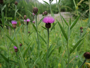Centaurée jacée - Centaurea jacea © Marie-Geneviève Nicolas - Parc national des Ecrins