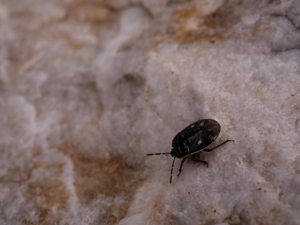 Adomerus biguttatus © Marie-Geneviève Nicolas - Parc national des Ecrins