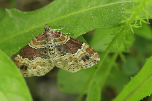 Oxydée (L') - Xanthorhoe spadicearia © Marc Corail - Parc national des Ecrins