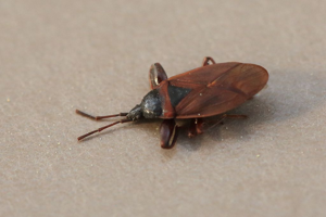 Gastrodes grossipes © Marc Corail - Parc national des Ecrins