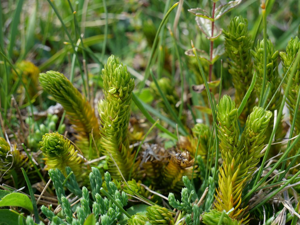 Lycopode sélagine - Huperzia selago © Marie-Geneviève Nicolas - Parc national des Ecrins