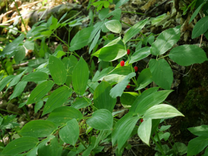 Streptope à feuilles embrassantes - Streptopus amplexifolius © Marie-Geneviève Nicolas - Parc national des Ecrins