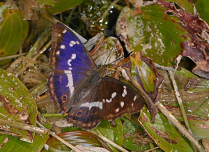 Grand mars changeant (Le) - Apatura iris © Jean Raillot - GRENHA