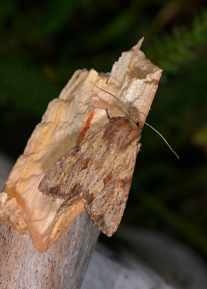 Abromiade ochracée (L') - Apamea sublustris © Jean Raillot - GRENHA