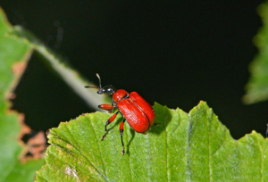 Apoderus coryli © Jean Raillot - GRENHA