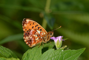 Nacré porphyrin (Le) - Boloria titania © Jean Raillot - GRENHA
