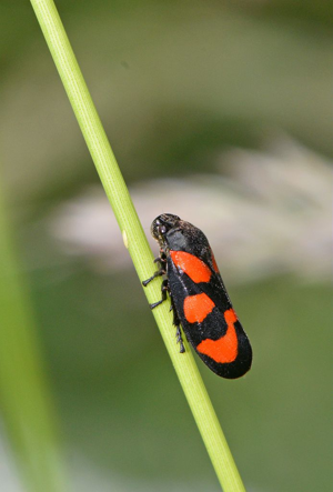 Cercope - Cercopis vulnerata © Jean Raillot - GRENHA