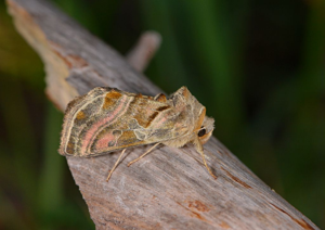 Plusie illustre (La) - Euchalcia variabilis © Jean Raillot - GRENHA