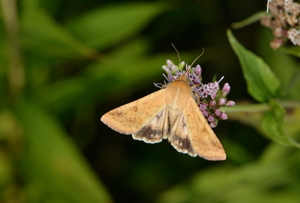 Armigère (L') - Helicoverpa armigera © Jean Raillot - GRENHA