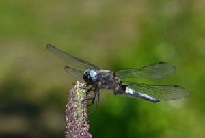 Libellule fauve (La) -  Libellula fulva © Jean Raillot - GRENHA