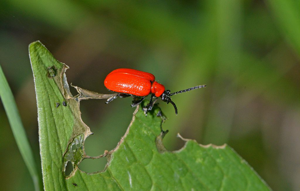 Criocère du lis -  Lilioceris lilii © Jean Raillot - GRENHA