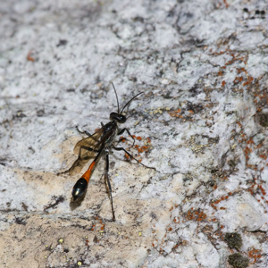 Ammophila sabulosa © Christophe Albert - Parc national des Ecrins