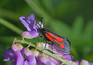 Zygène ibère (La) - Zygaena nevadensis © Jean Raillot - GRENHA