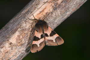 Ecaille chaste (L') - Watsonarctia deserta © Jean Raillot - GRENHA