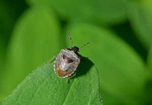 Stagonomus venustissimus © Jean Raillot - GRENHA