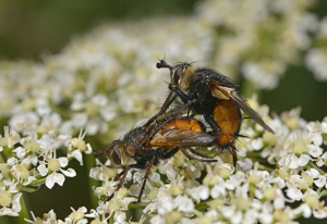 Phryxe magnicornis © Jean Raillot - GRENHA