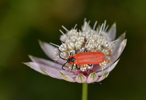 Lyce à bec - Lygistopterus sanguineus © Jean Raillot - GRENHA
