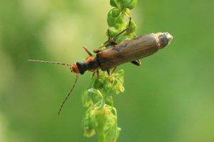 Podabrus alpinus © Marc Corail - Parc national des Ecrins