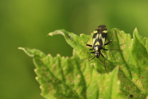 Grypocoris sexguttatus © Marc Corail - Parc national des Ecrins