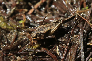 Tétrix riverain - Tetrix subulata © Marc Corail - Parc national des Ecrins